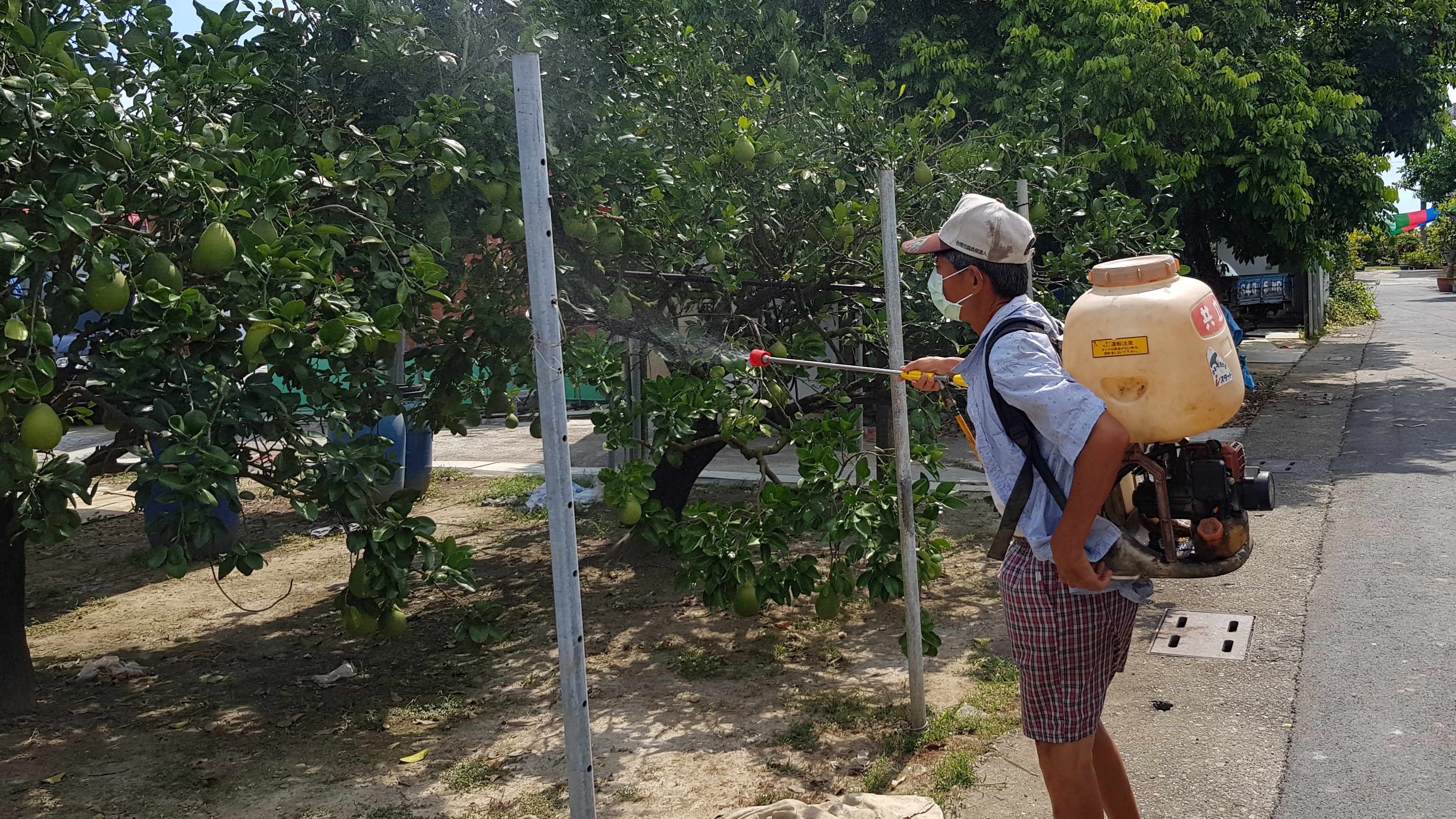 阿峰伯利用空檔顧文旦果園。韓旭爾攝