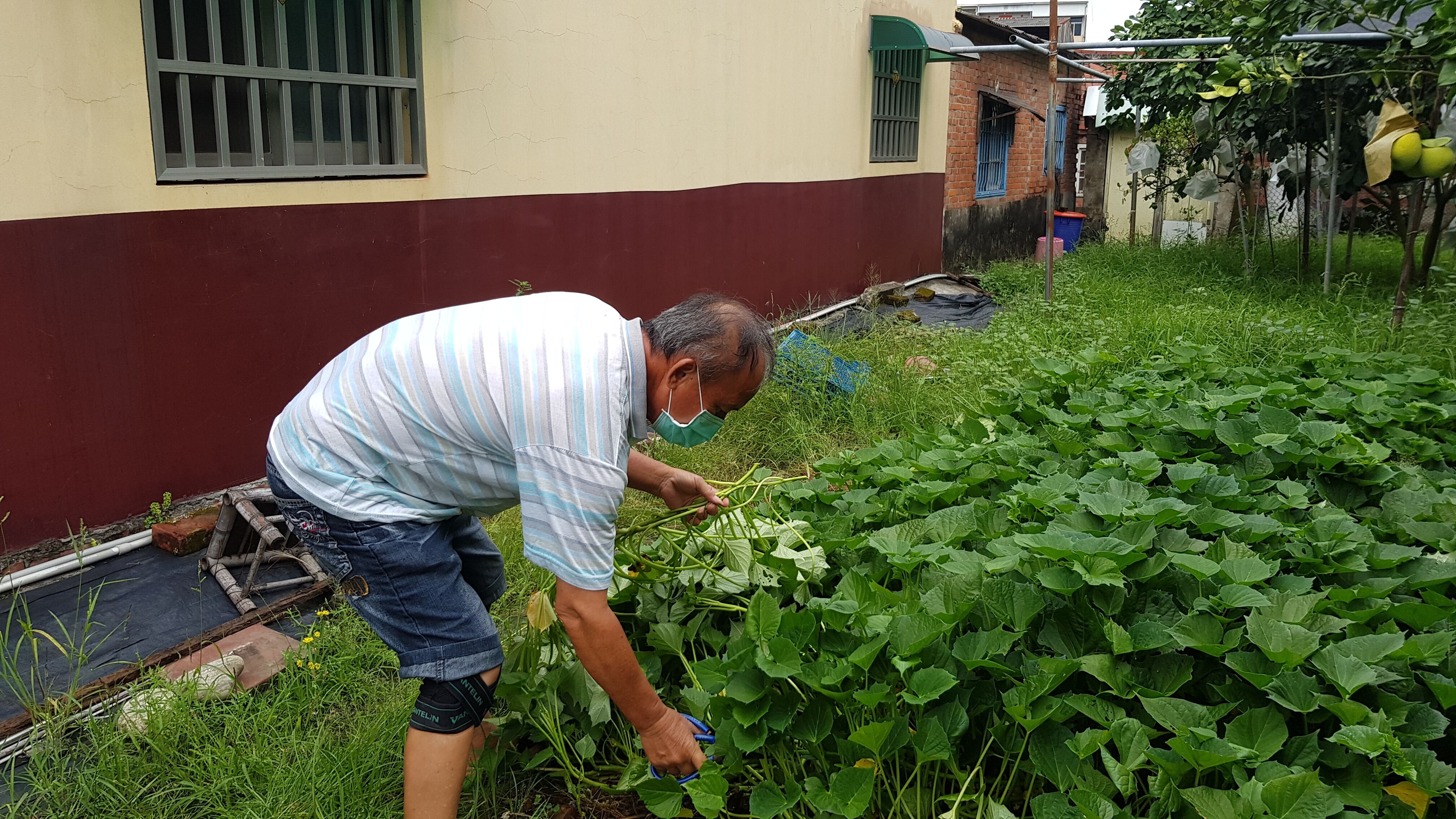 阿茂在住家附近空地種蔬菜供自家食用。韓旭爾攝