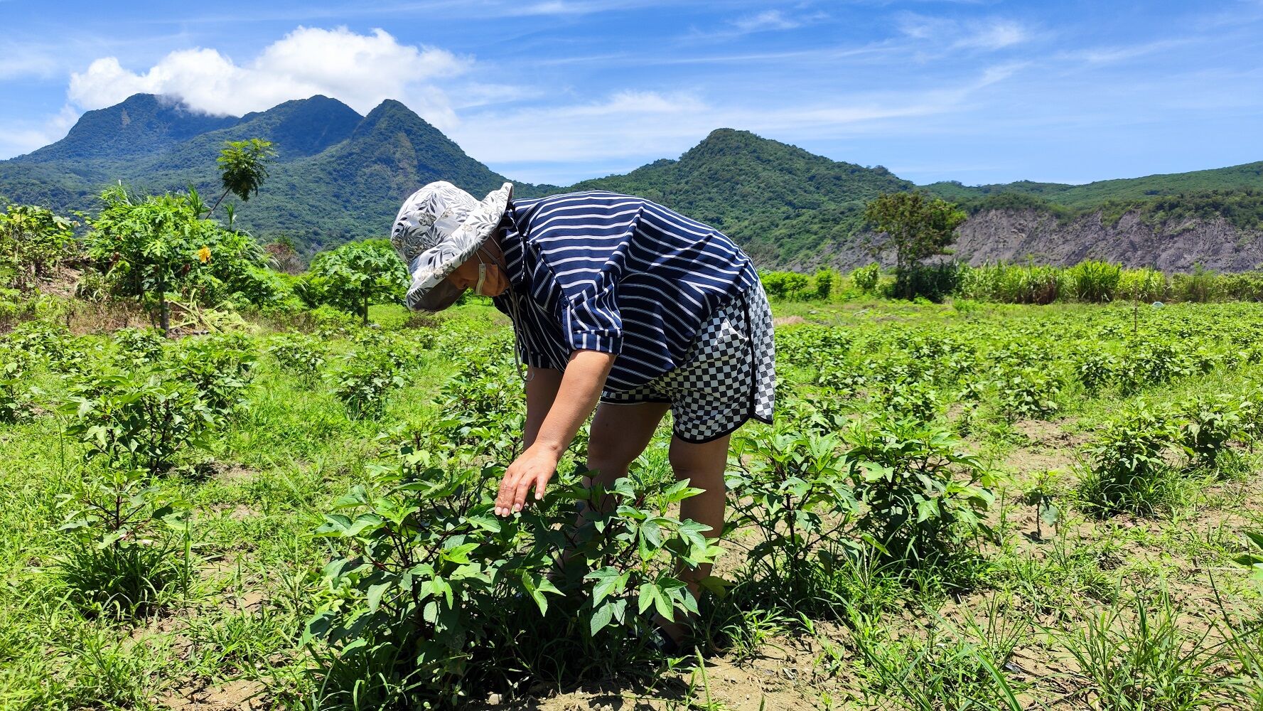 阿美體力許可時，到洛神花田做農活，「掙點家用，也讓自己動一動、曬曬太陽。」韓旭爾攝