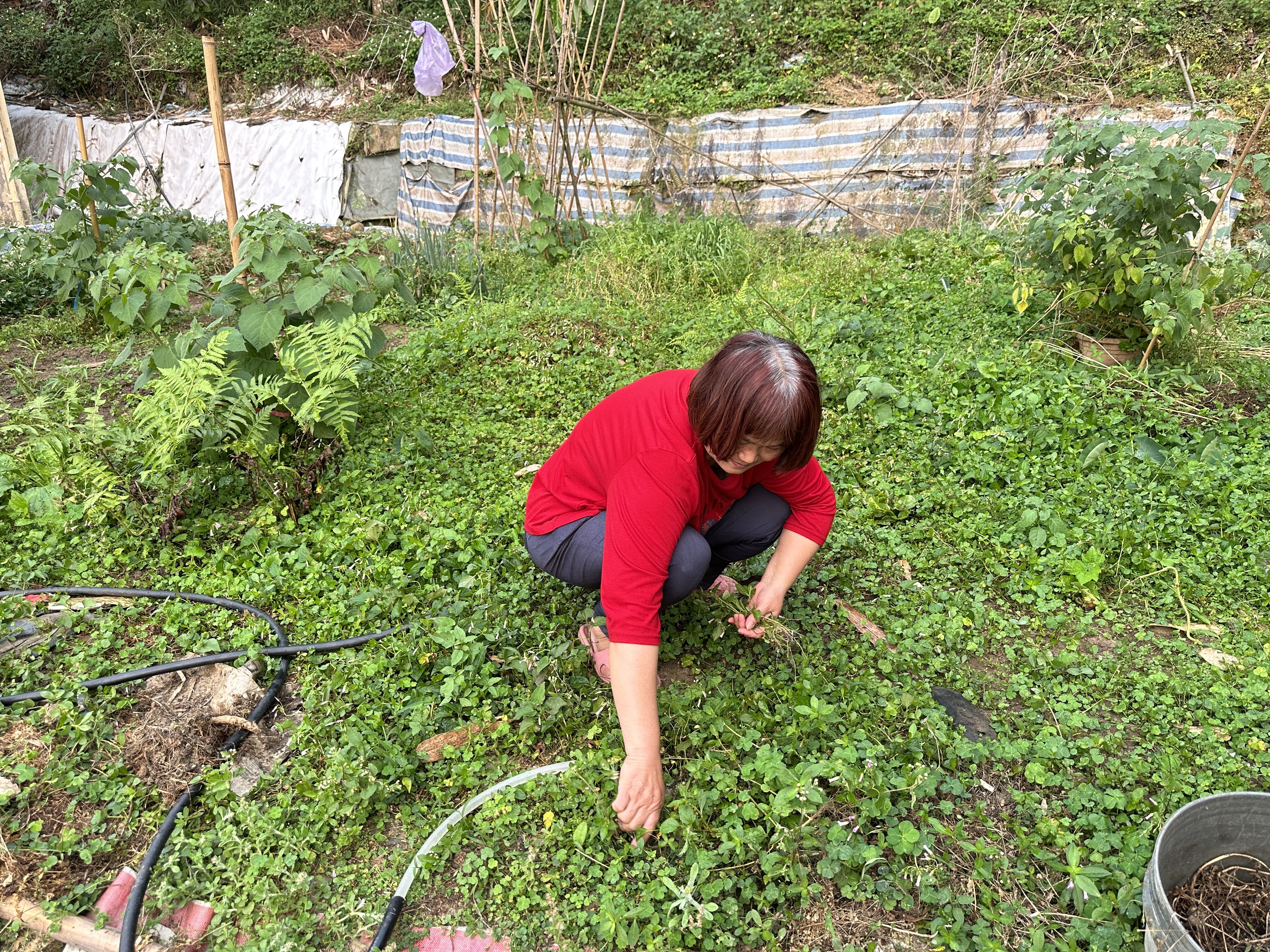 阿惠嬤除了在社區關懷據點煮飯外，也做除草等農零工賺取家用。江品璁攝