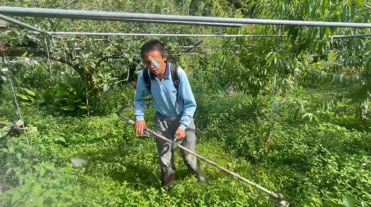 阿秋前段婚的22歲兒子6月鋤草時遭異物刺傷左眼全盲，自幼也因腎上腺機能不全得終身服藥，圖為他於部落做鋤草零工，但因體弱收入有限。張嘉恬攝